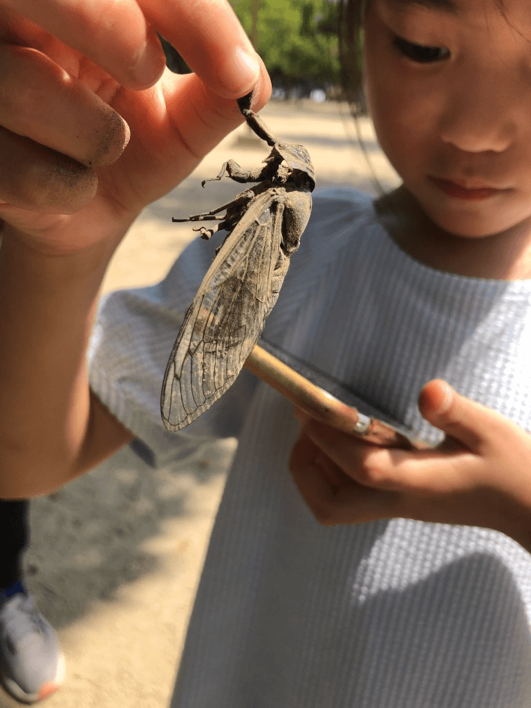 A student photographing a cicada held gently outdoors during SSW Summer Photography Contest Day